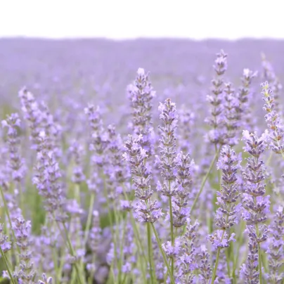 BIO Levandule lékařská - Lavandula officinalis - bio osivo levandule - 50 ks