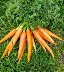 BIO Mrkev Rothild velmi raná - Daucus carotus - bio osivo mrkve - 0,5 g