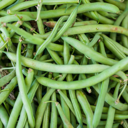 BIO fazole keříčková Maxi - Phaseolus vulgaris - bio semena fazole - 20 ks