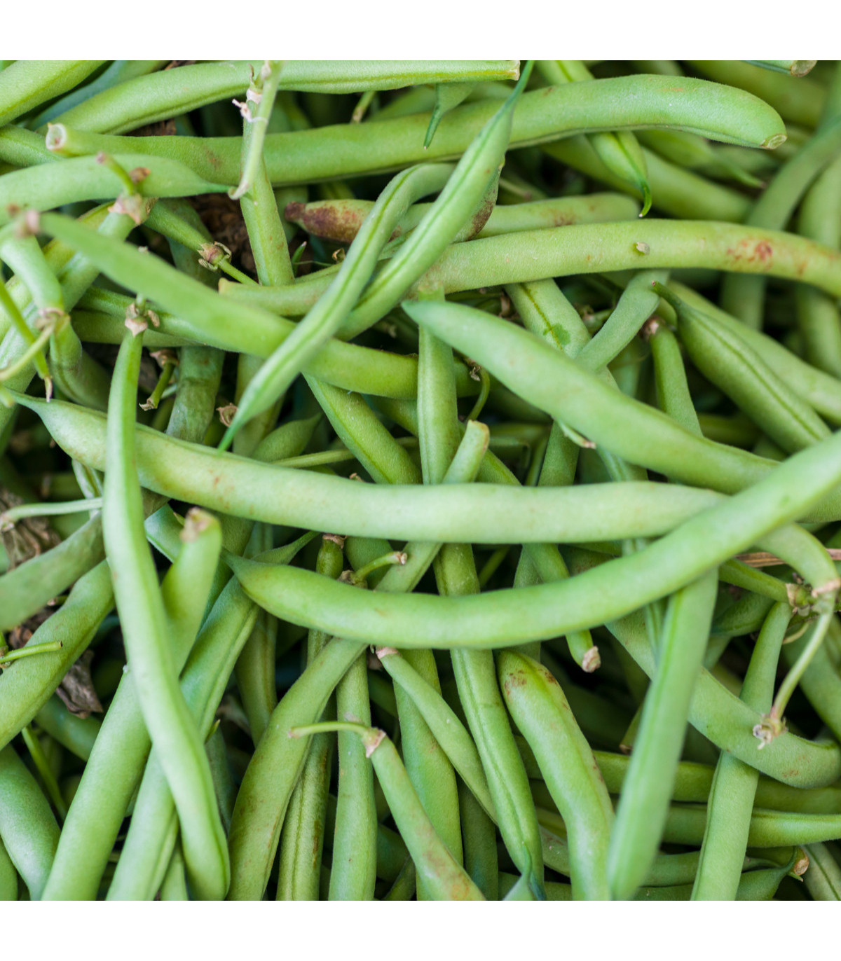 BIO fazole keříčková Maxi - Phaseolus vulgaris - bio semena fazole - 20 ks