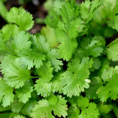 BIO Koriandr - Coriandrum sativum - bio osivo koriandru - 100 ks