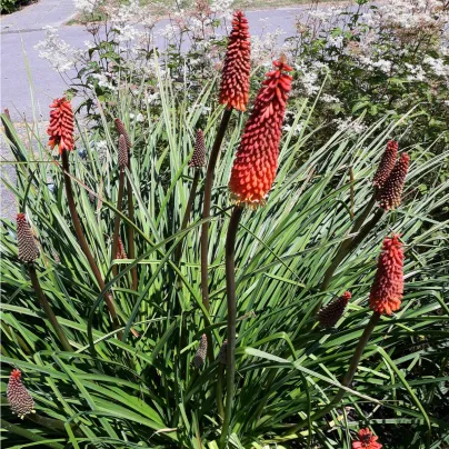Kleopatřina jehla Hot Poker - Kniphofia uvaria Tritoma - osivo kniphofie - 4 ks