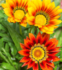 Gazánie zářivá směs barev - Gazania splendes - osivo gazánie - 50 ks