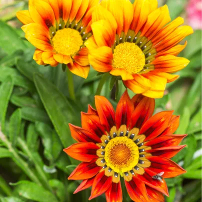 Gazánie zářivá směs barev - Gazania splendes - osivo gazánie - 50 ks