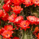 Kaktus - Echinocereus triglochidiatus - osivo kaktusů - 8 ks