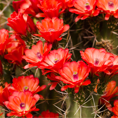 Kaktus - Echinocereus triglochidiatus - osivo kaktusů - 8 ks