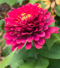 Ostálka jiřinkokvětá fialová - Zinnia elegans - osivo ostálky - 100 ks