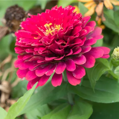 Ostálka jiřinkokvětá fialová - Zinnia elegans - osivo ostálky - 50 ks