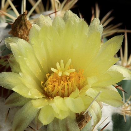 Kaktus Coryphantha bergeriana - prodej semen - kvalitní semena - 5 ks