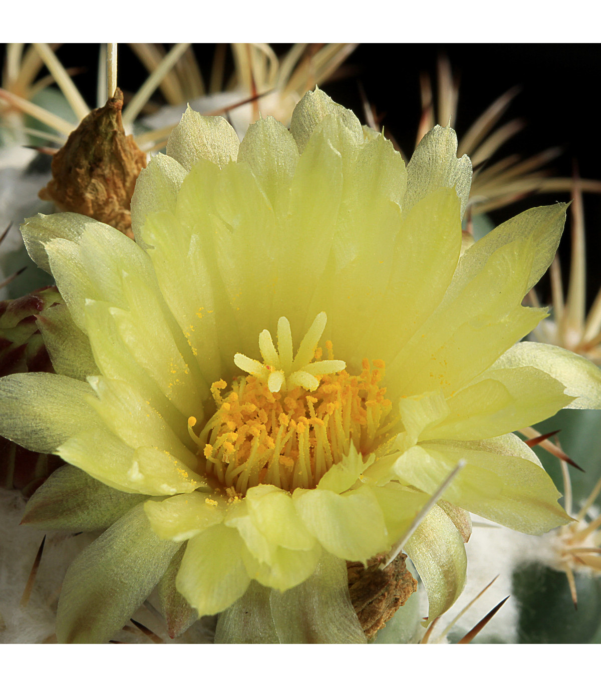 Kaktus Coryphantha bergeriana - prodej semen - kvalitní semena - 5 ks