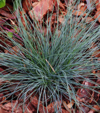 Kostřava - Festuca coxii - osivo okrasných trav - 5 ks