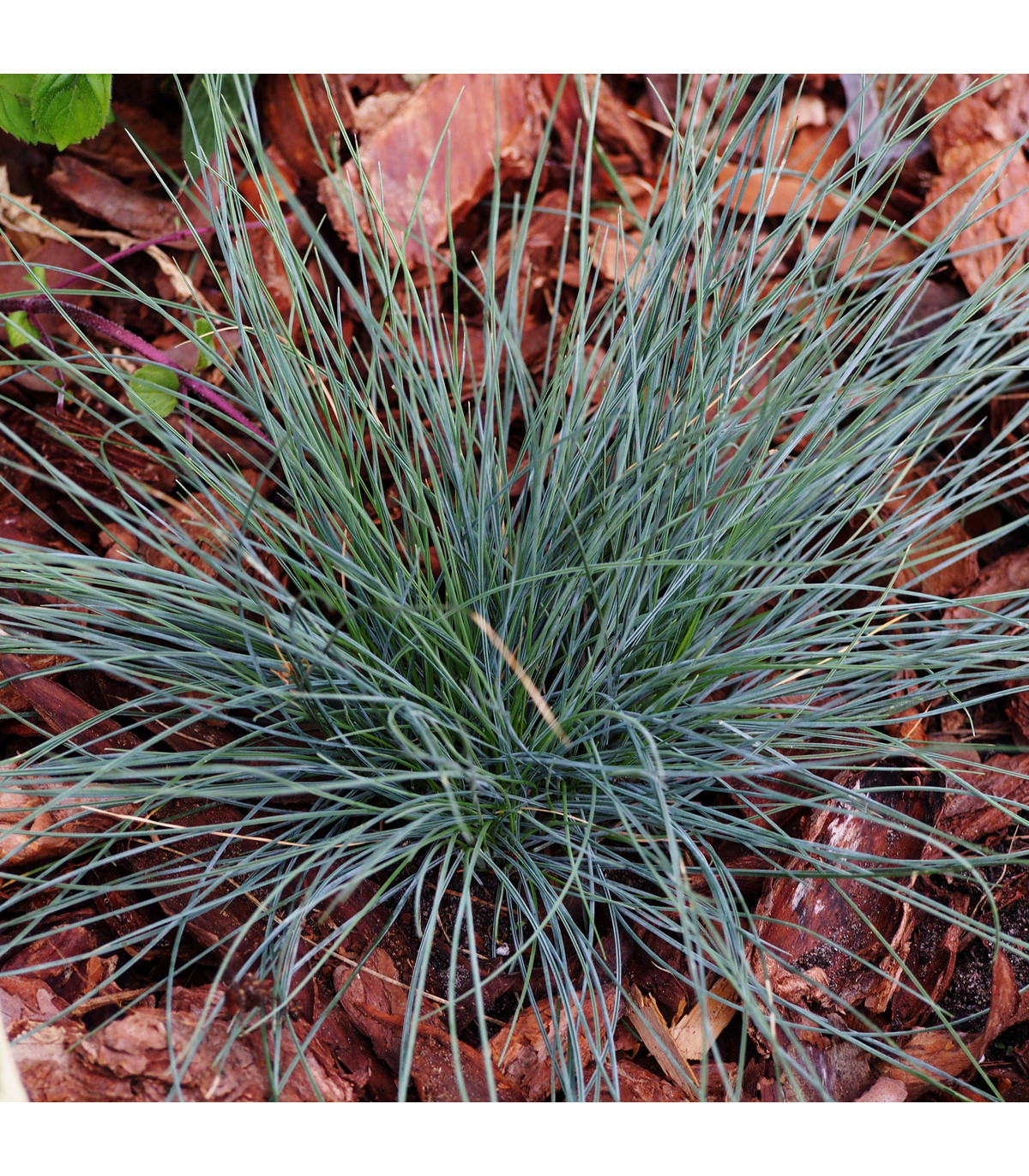 Okrasná tráva Kostřava - Festuca coxii - prodej semen okrasných trav - 5 ks