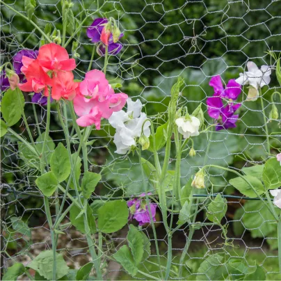 Hrachor vonný Cuthbertson směs - Lathyrus odoratus - semena hrachoru- 16 ks