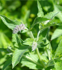 Máta dlouholistá - Mentha longifolia - osivo máty - 100 ks