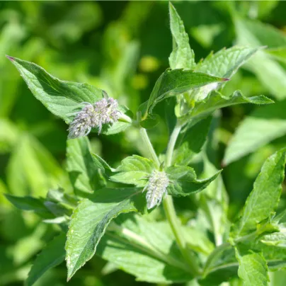 Máta dlouholistá - Mentha longifolia - osivo máty - 100 ks