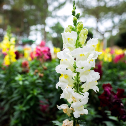 Šalvěj zářivá mix barev - Salvia splendens - osivo šalvěje - 15 ks