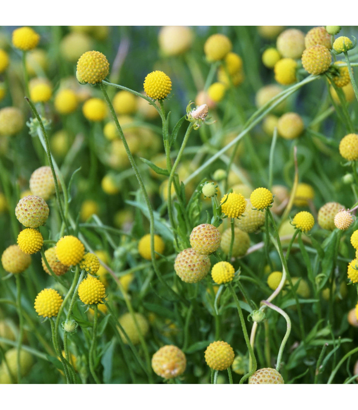 Jahodová tráva - Záplevák vonný - Cephalophora aromatica - osivo jahodové trávy - 10 ks