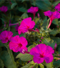 Nocenka jalapovitá Limelight - Mirabilis jalapa - osivo nocenky - 6 ks