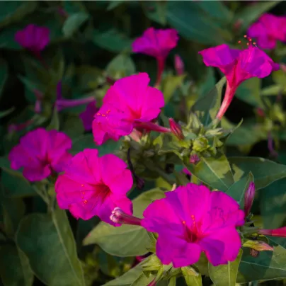 Nocenka jalapovitá Limelight - Mirabilis jalapa - osivo nocenky - 6 ks