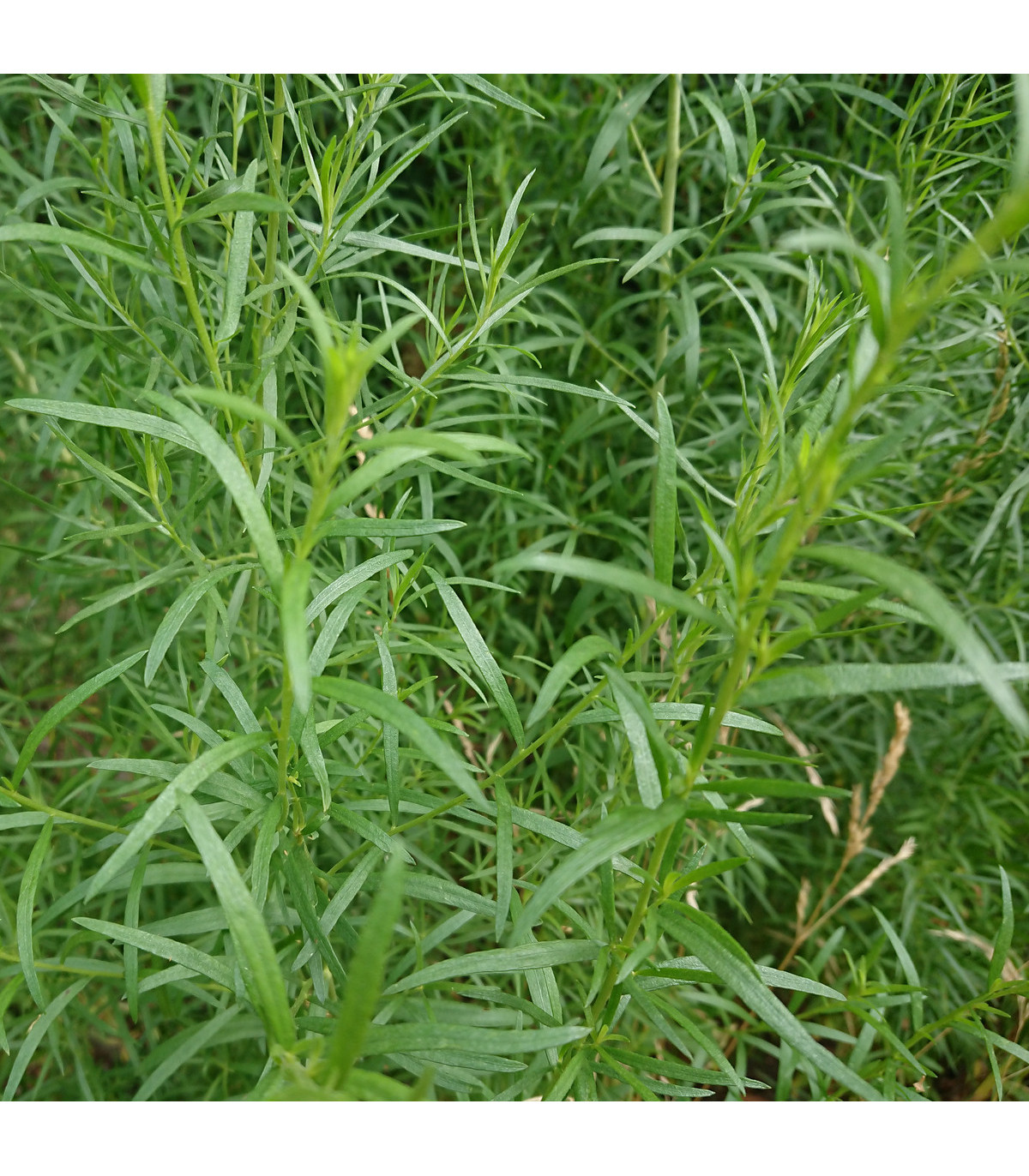 Pelyněk kozalec - Estragon - Artemisia dracunculus - osivo pelyňku - 300 ks