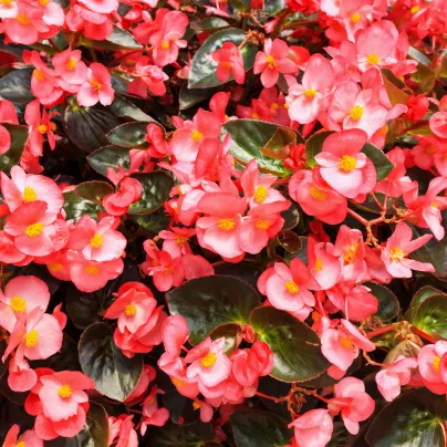 Begonie Heaven Rose F1 - Voskovka - Begonia semperflorens - osivo begonie - 10 ks