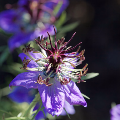 Černucha španělská - Nigella hispanica - osivo černuchy - 80 ks