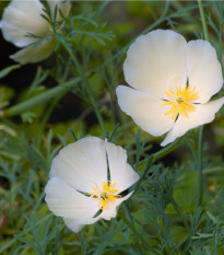 Sluncovka kalifornská bílá - Eschscholzia californica - osivo sluncovky - 450 ks
