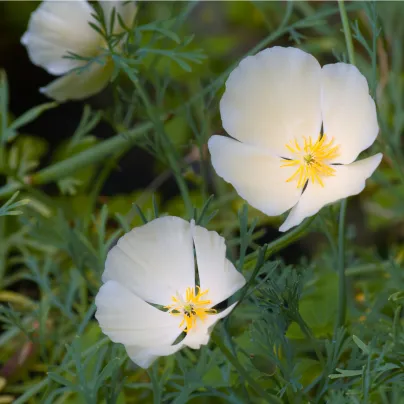 Sluncovka kalifornská bílá - Eschscholzia californica - osivo sluncovky - 450 ks