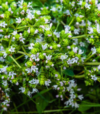 Řecké oregano - Origanum vulgare - osivo oregana - 250 ks