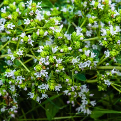 Řecké oregano - Origanum vulgare - osivo oregana - 250 ks