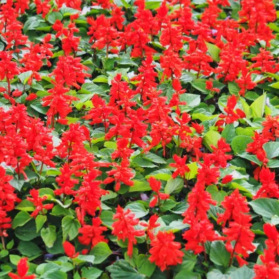 Šalvěj zářivá Johannisfeuer - Salvia splendens - osivo šalvěje - 15 ks