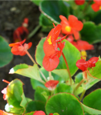 Begonie Heaven Red F1 - Voskovka - Begonia semperflorens - osivo begonie - 10 ks
