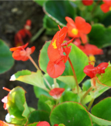 Voskovky - Begonia semperflorens červená - Heaven Red F1 - prodej semen - 10 ks