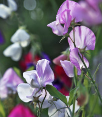 Hrachor vonný Bijou směs - Lathyrus odoratus - osivo hrachoru - 16 ks