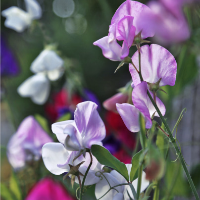 Hrachor vonný Bijou směs - Lathyrus odoratus - osivo hrachoru - 16 ks