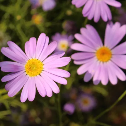 Všelicha iberkolistá směs barev - Brachyscome iberidifolia - osivo všelichy - 500 ks