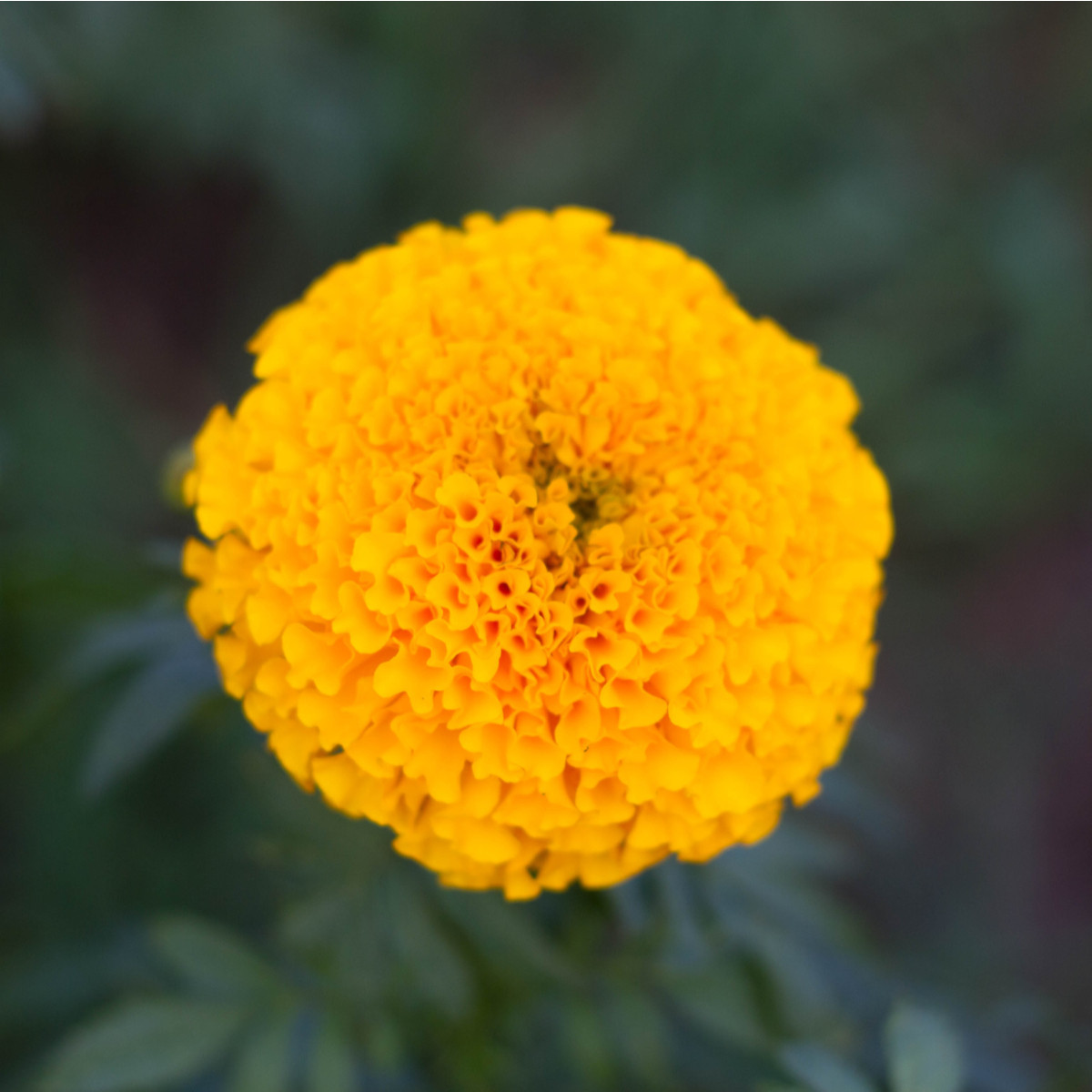 Aksamitník vzpřímený nízký Golden Age - Tagetes erecta nana - osivo aksamitníku - 0,3 g