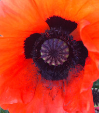 Mák turecký - Papaver glaucum - osivo máku - 0,2 g