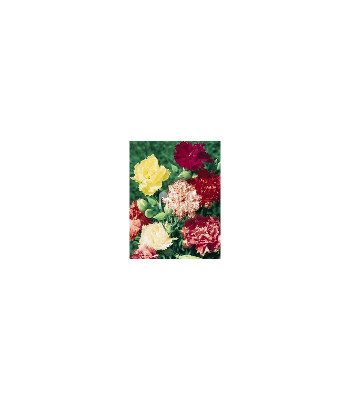 Hvozdík mix barev - Karafiát - Dianthus caryophyllus - osivo hvozdíku - 130 ks