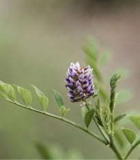 Lékořice lysá - Glycyrrhiza glabra - osivo lékořice - 4 ks