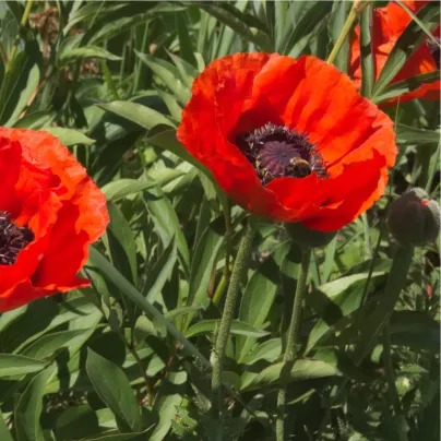 Mák východní Scharlach - Papaver orientale - osivo máku - 0,2 g