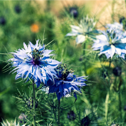 Černucha modrá damašská - Nigella Damascena - osivo černuchy - 200 ks