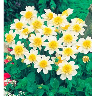 Jiřinka Toto - Dahlia - hlízy jiřinek - 1 ks