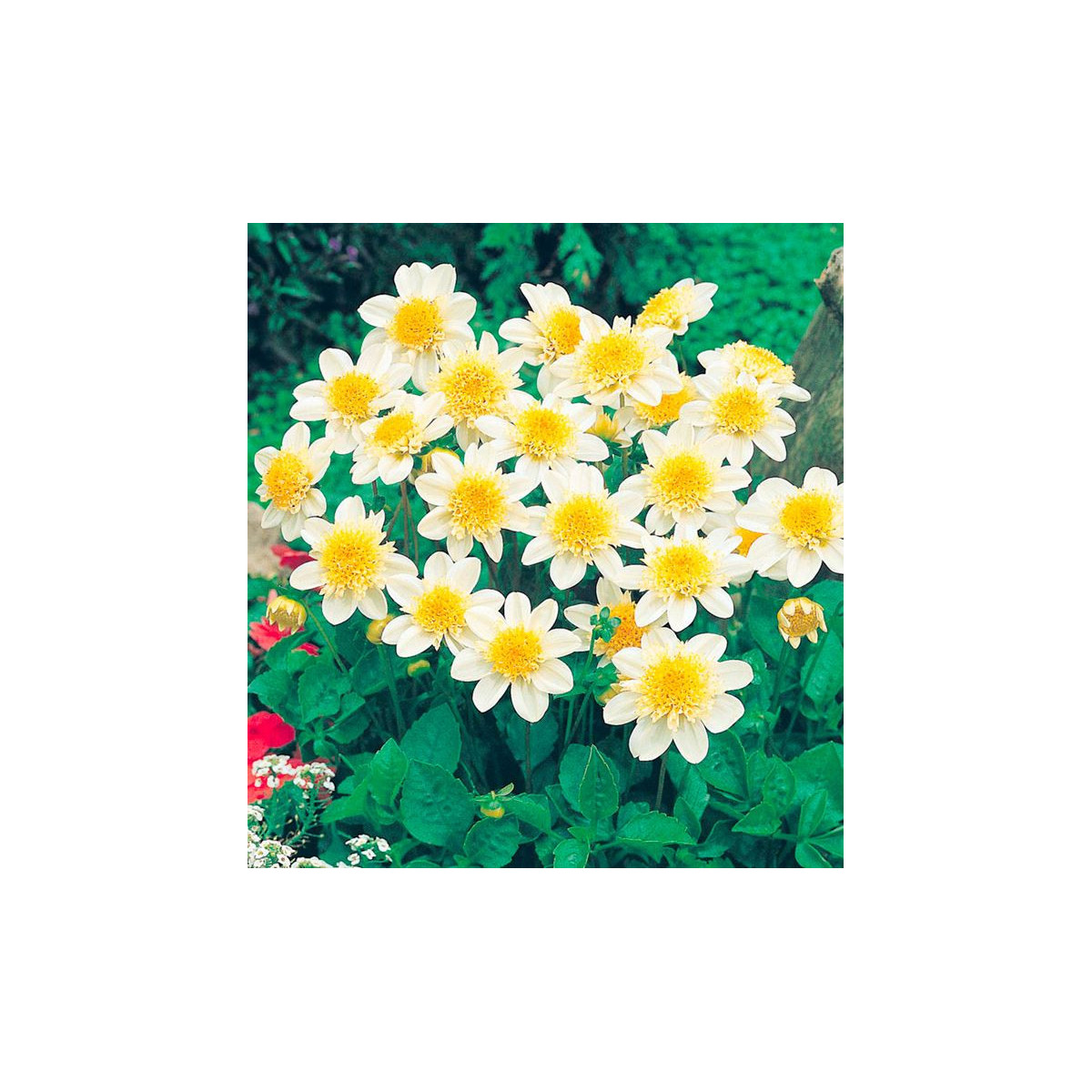 Jiřinka Toto - Dahlia - hlízy jiřinek - 1 ks