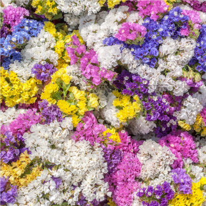 Limonka chobotnatá směs barev - Limonium sinuatum - osivo limonky - 80 ks