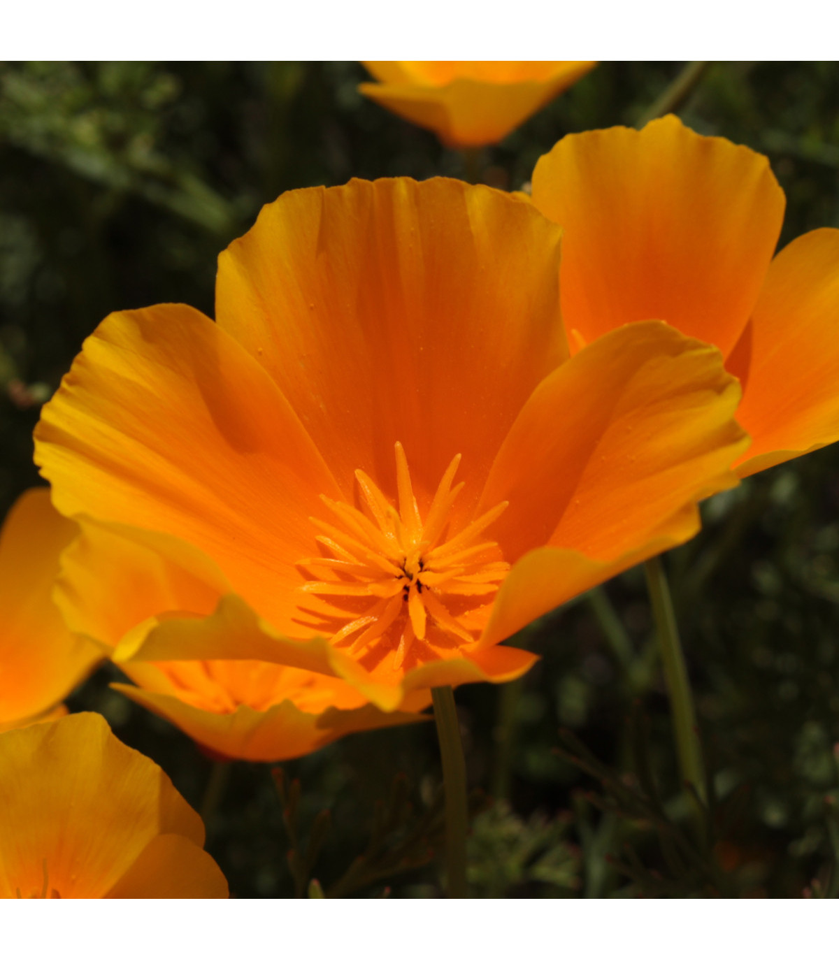 Sluncovka kalifornská oranžová - Eschscholzia californica - osivo sluncovky - 450 ks