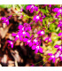 Lobelka převislá Color Cascade - Lobelia erinus pendula - osivo lobelky - 0,1 g