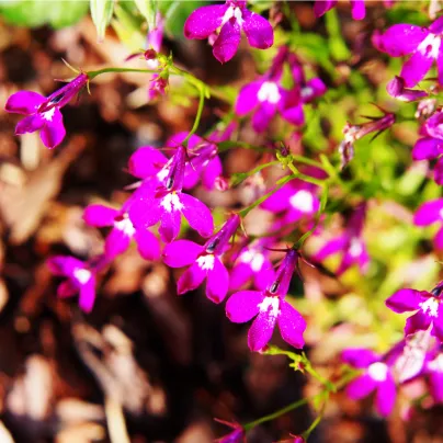 Lobelka převislá Color Cascade - Lobelia erinus pendula - osivo lobelky - 500 ks