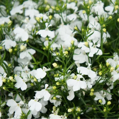 Lobelka převislá Color Cascade - Lobelia erinus pendula - osivo lobelky - 500 ks