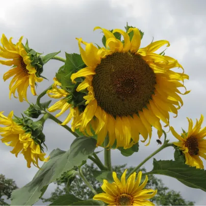 Slunečnice žlutá obří - Helianthus annuus - osivo slunečnice - 8 ks